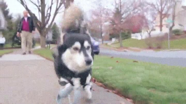 perro,malformaciones,correr,patas,pr&oacute;tesis,impresora,3d