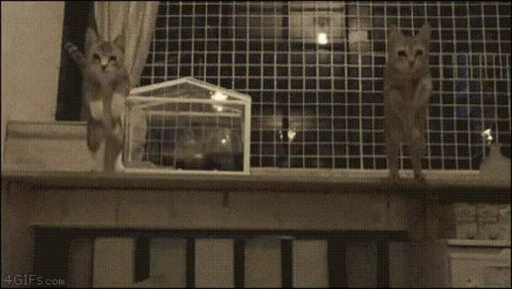 gatos,saltar,forma,sincronizada