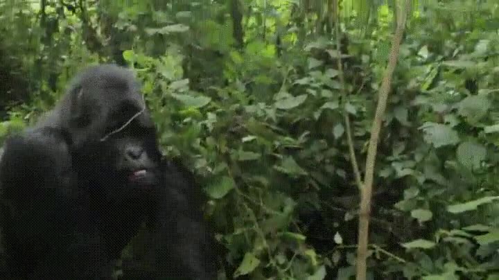 gorila,acompa&ntilde;ar,amablemente,grupo de turistas,salida