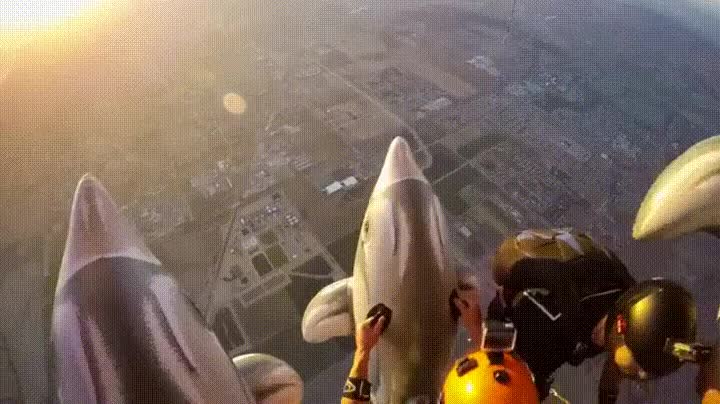 skydiving,delfines,salto,piscina
