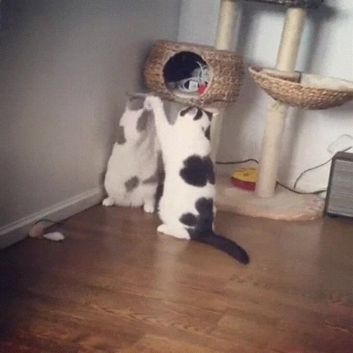 pelea,brutal,dos gatos,sensibles