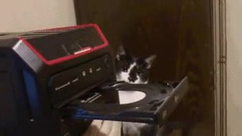gato,alucinar,grabadora,dvd,pc