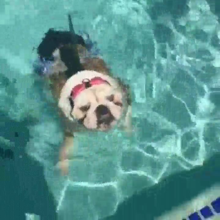 tibur&oacute;n,colarse,piscina,perro,aleta