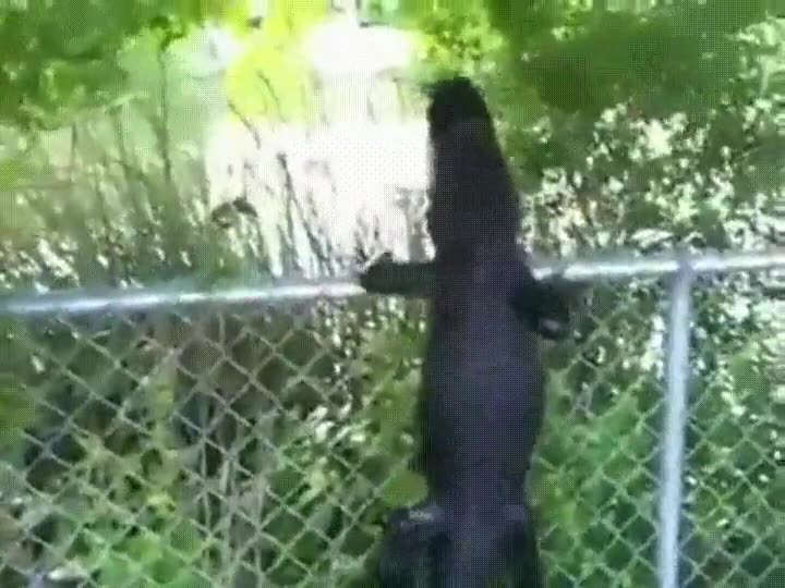 caiman,aprender,escalar,vallas,cuidado,verano