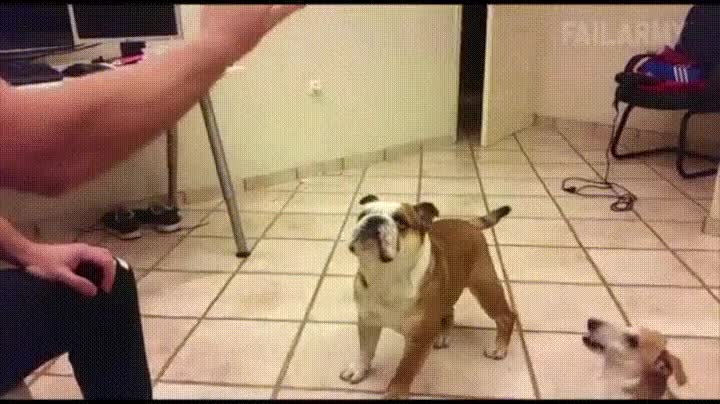 perro,pulir,t&eacute;cnica,volereta,atrapar,pelota