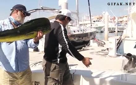 le&oacute;n marino,atrapar,cena,ninja