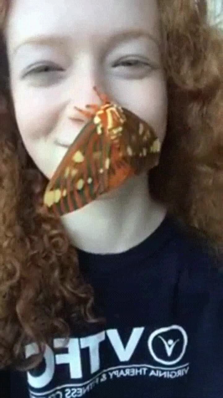 Enlace a Dejarías que una polilla tan grande se posara en tu nariz? 