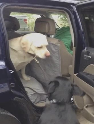 perro,ayudar,correa,bajar,coche,amigo