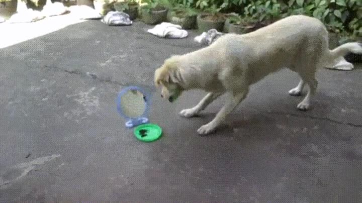 Enlace a Perro peleando contra su propio reflejo mientras come