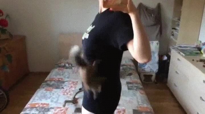 ardilla,curiosa,cuerpo humano