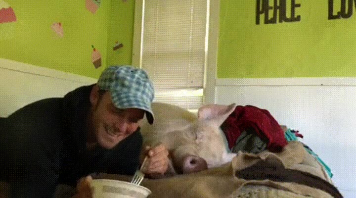 cerdo,esperar,cama,desayuno