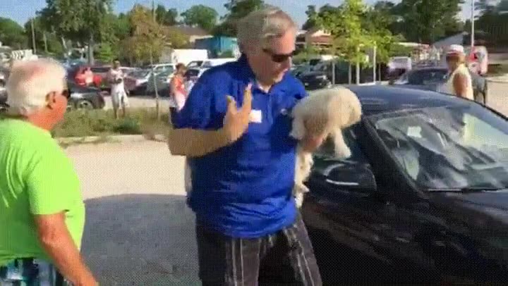 romper,ventana,coche,perro,salvar,calor