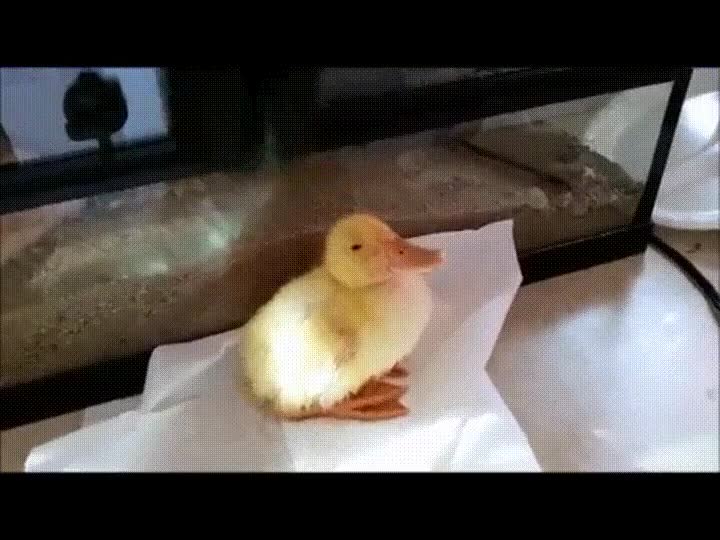 secador,pato,ba&ntilde;o,mejor momento