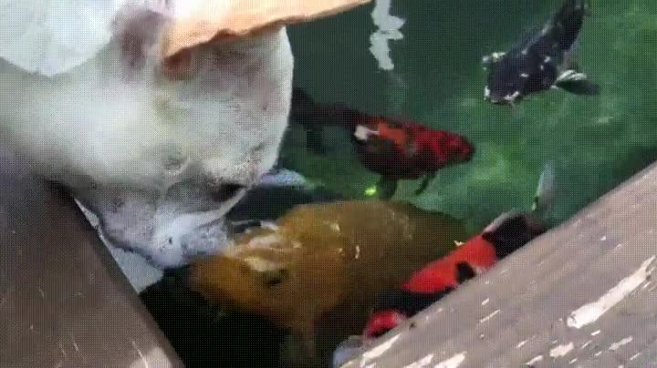 perro,conociendo,extra&ntilde;as,criaturas,habitar,bajo el agua