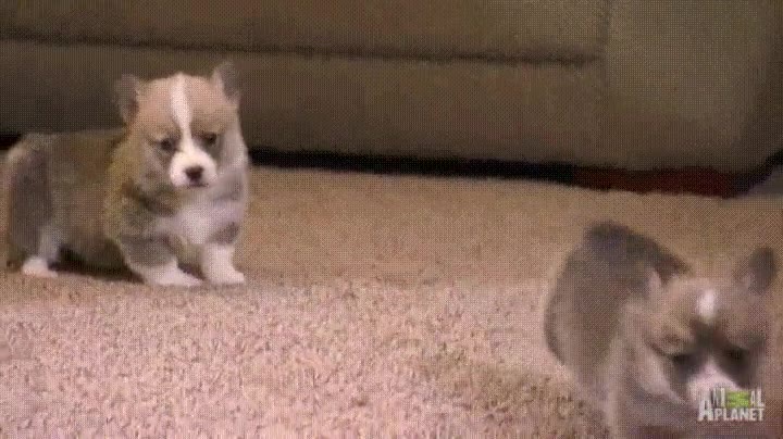 corgis,intentando,saltar,escal&oacute;n,7 cent&iacute;metros