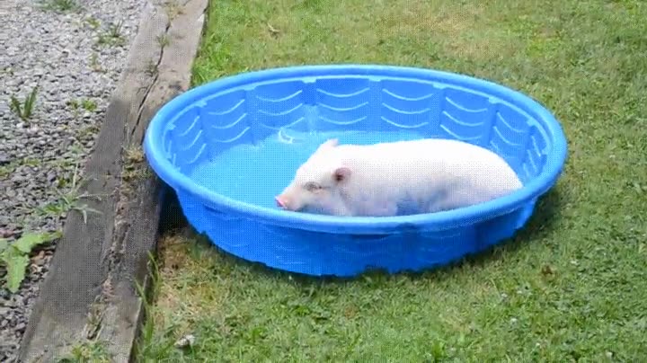 verano,ya esta aqui,piscina,agua