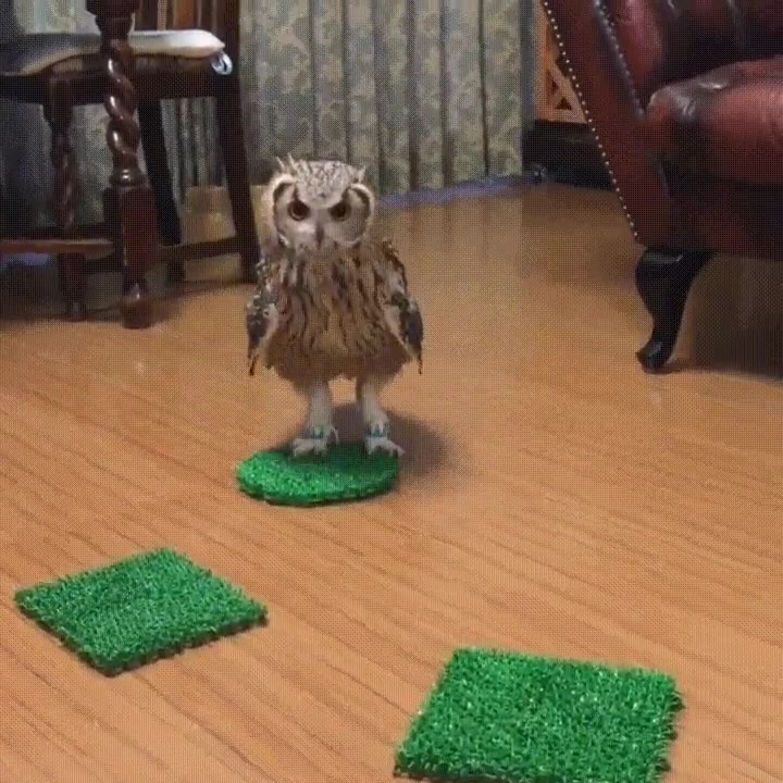 Enlace a Definitivamente, los búhos son gatos con alas