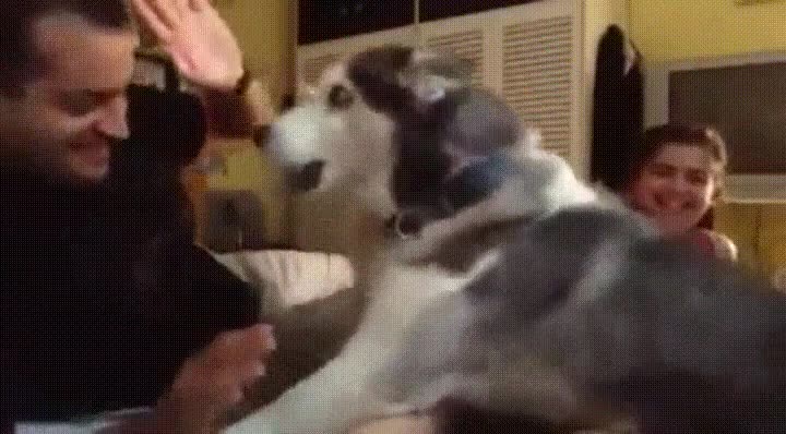 perro,husky,proteger,humana,juego