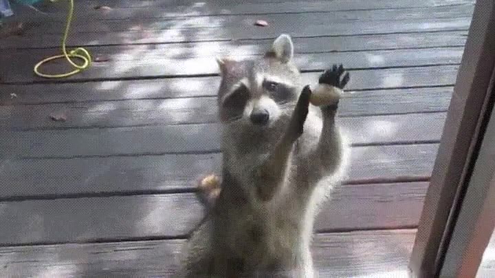 utilizar,piedra,golpear,cristal,pedir,comida