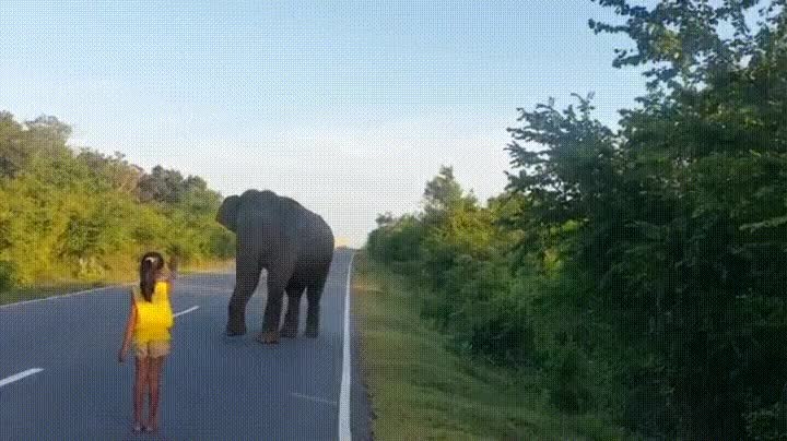 chica,elefante,gandalf,no puedes pasar