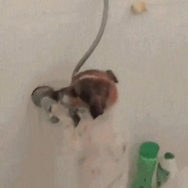encontrar,perro,ducha,largo d&iacute;a