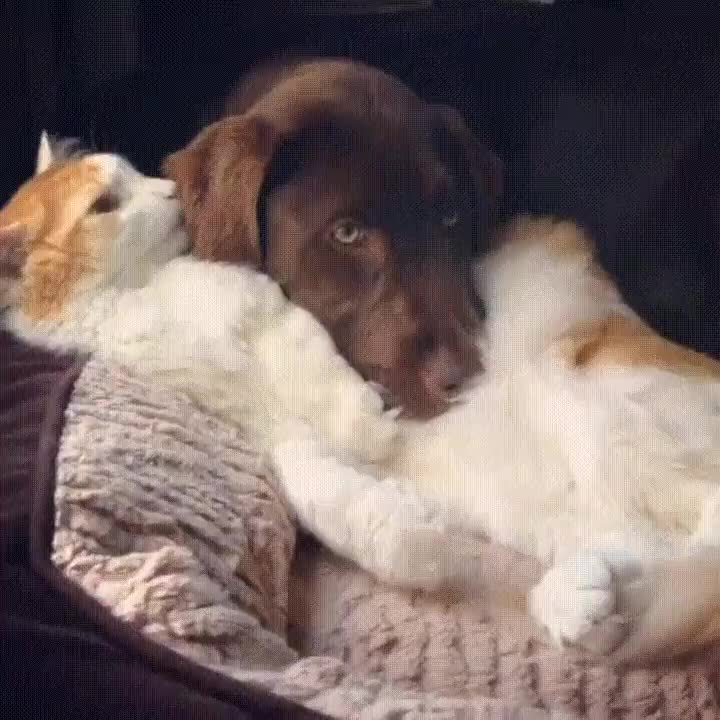 gat,hora del ba&ntilde;o,lamer,lengua