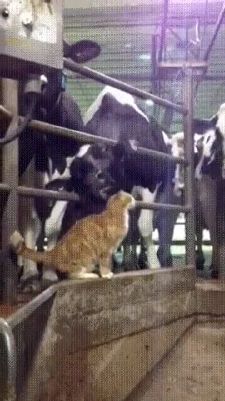 gato,caca,compartir,momento,rom&aacute;ntico