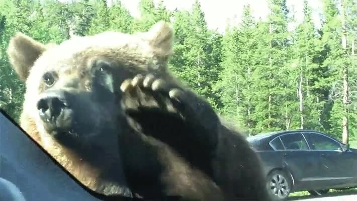 oso,insistente,vender,enciclopedia,como sea