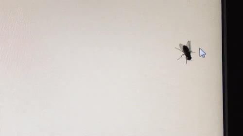 Enlace a La forma más fácil de trollear a una mosca