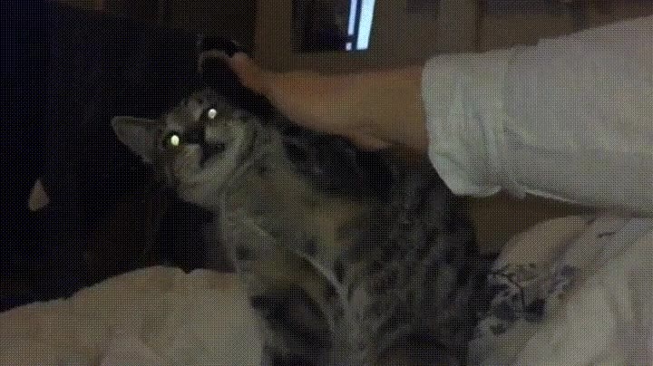 tocar,gato,mano,humano,enfado