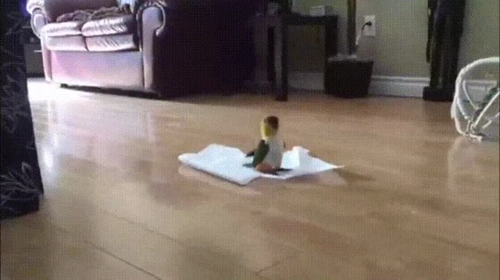 aprovechar,domingo,limpiar,casa,p&aacute;jaro