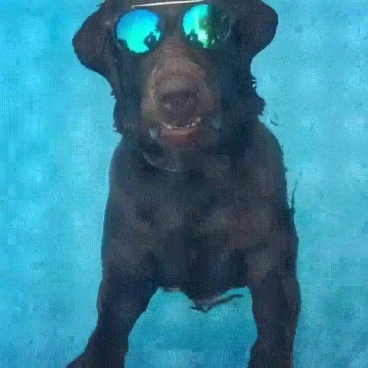 perro,visto,demasiados,cap&iacute;tulos,netflix