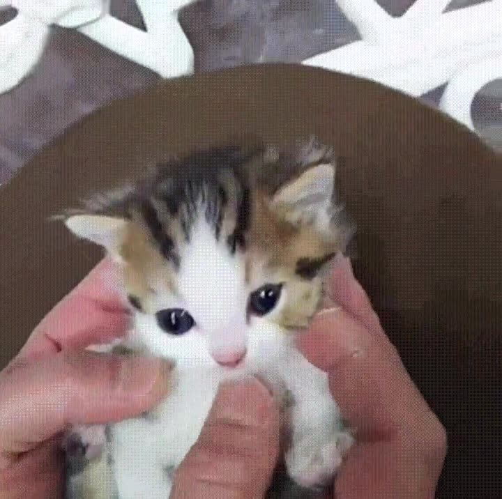 gato,adorable,acariciar,historia