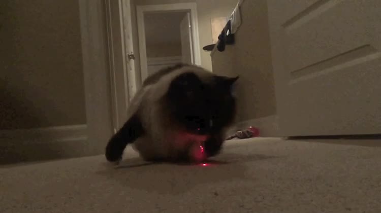 puntero,rojo,gato,perseguir,consecuencias