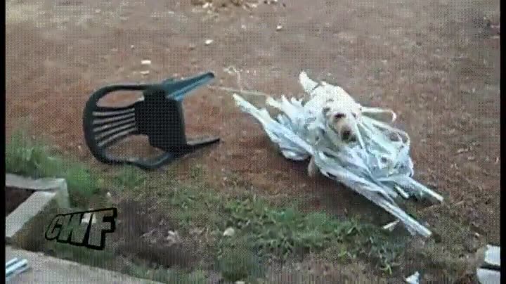 perro,l&iacute;a,cortinas,casa