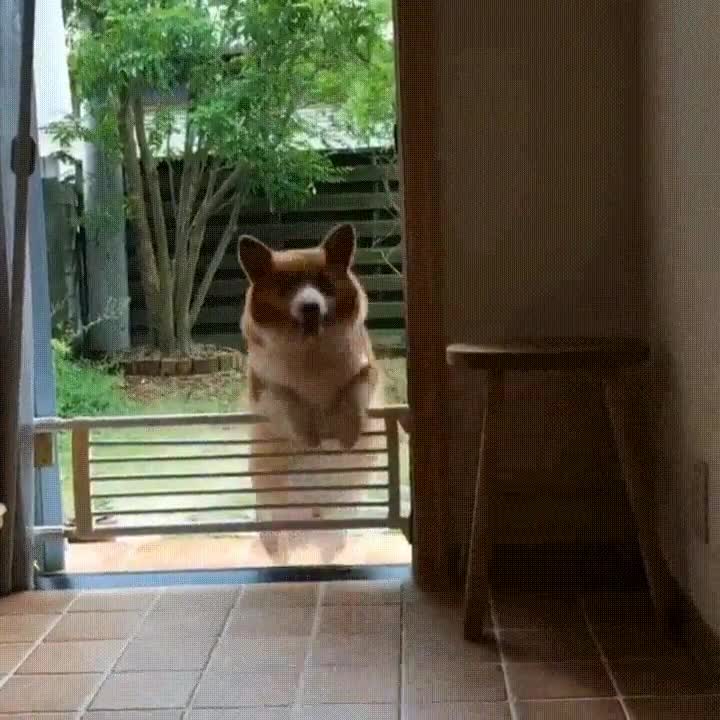 perro,salto,intentar,vida