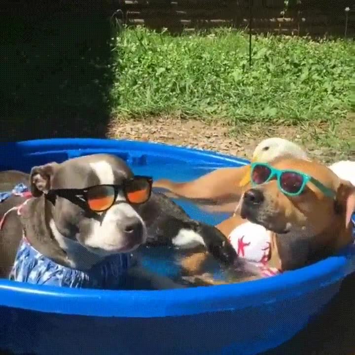 preparado,verano,perro,gafas,piscina