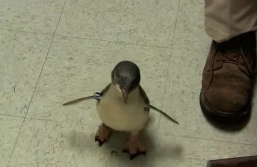 ping&uuml;ino,feliz,mundo,alegr&iacute;a