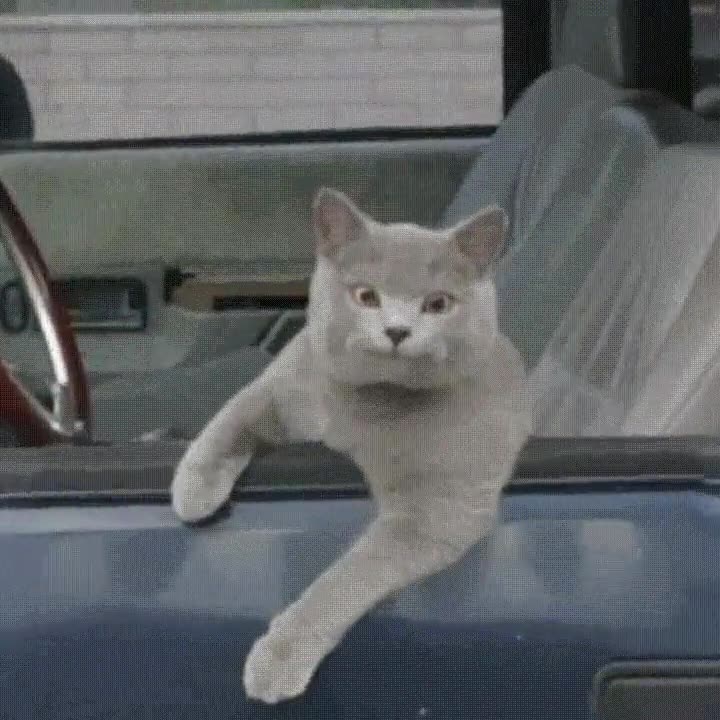 trollear,gato,conductor,espera,wtf