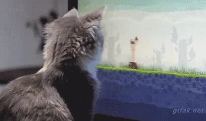 gato,jugar,angry birds,pantalla