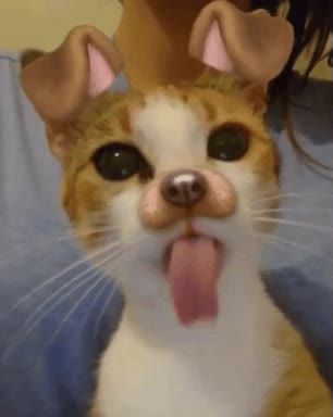 snapcat,llegar,quedarse,gato,perro,snapchat