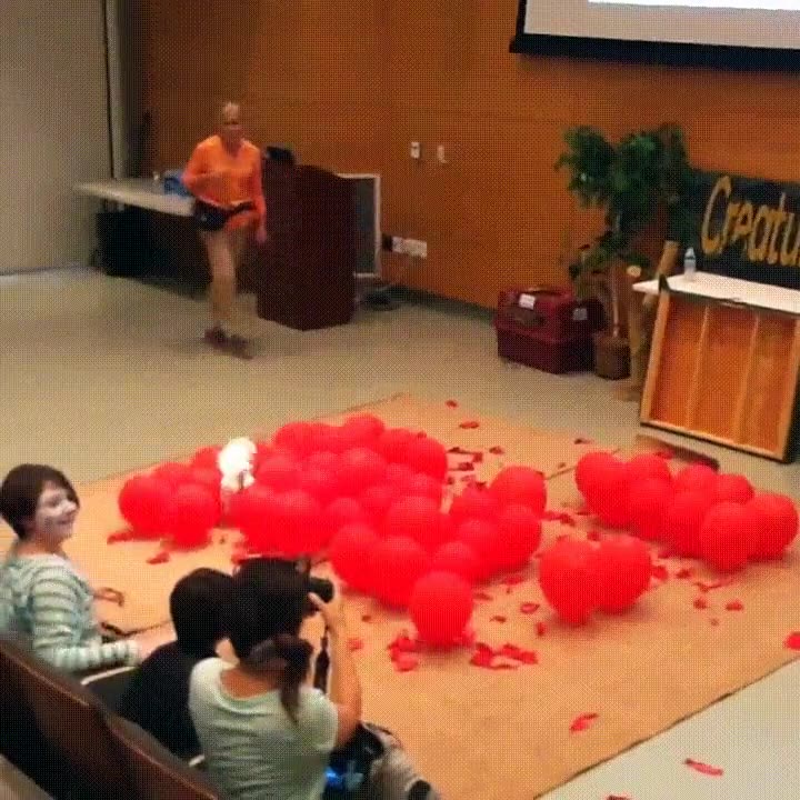 cachorro,100 globos,destrozar