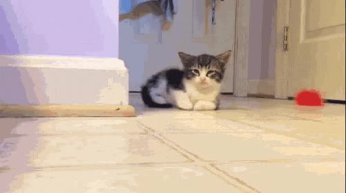 gato,tumbarse,intencionado,dormir