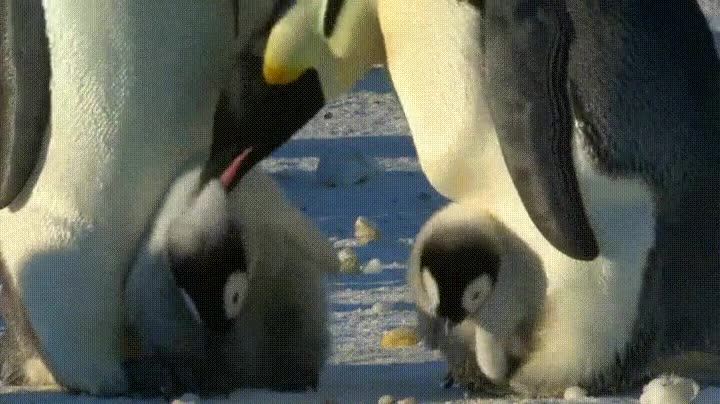 pingüino,picotazos,defender,hijo