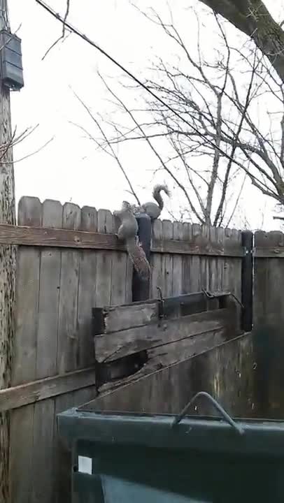 ardilla,calcular,mal,salto,f&aacute;cil