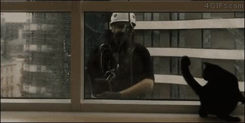 mejor,amigo,gato,limpiacristales