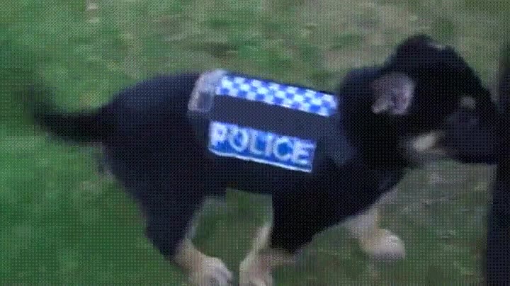 entrenamiento,cachorro,perro,policia