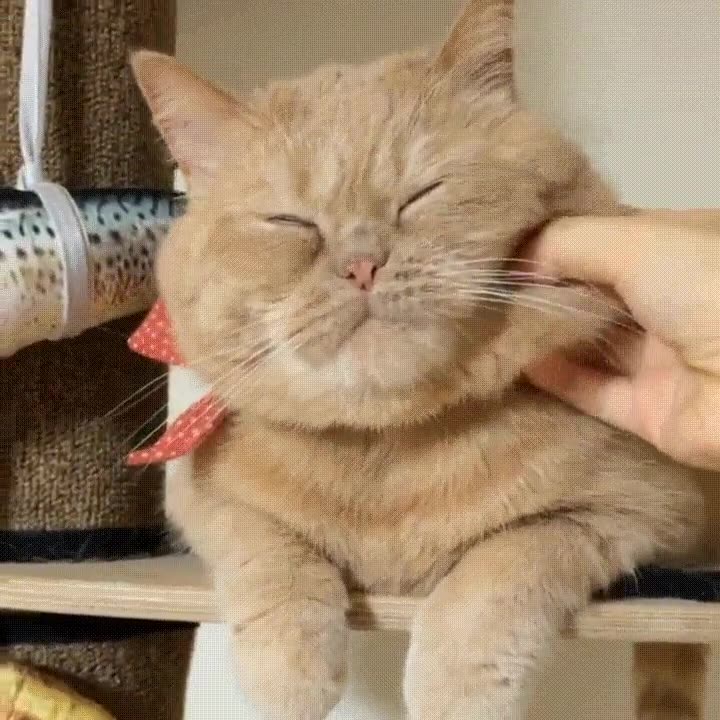 tocar,gato,mano,patas,mordisco