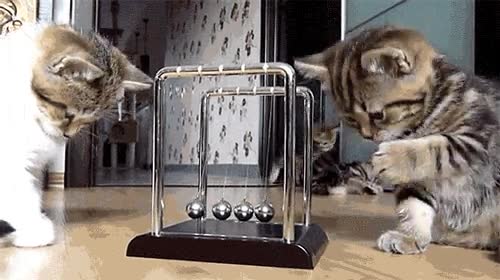 gatos,aprender,leyes,f&iacute;sica