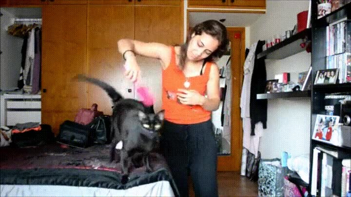 gato,egoista,compartir,cepillo